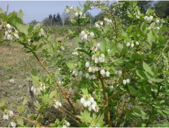 fonya-bokor-viragzasa_1.jpg