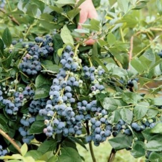 bio-afonya-bokor-afonya-to-vaccinium-corymbosum-jersey_1.jpg